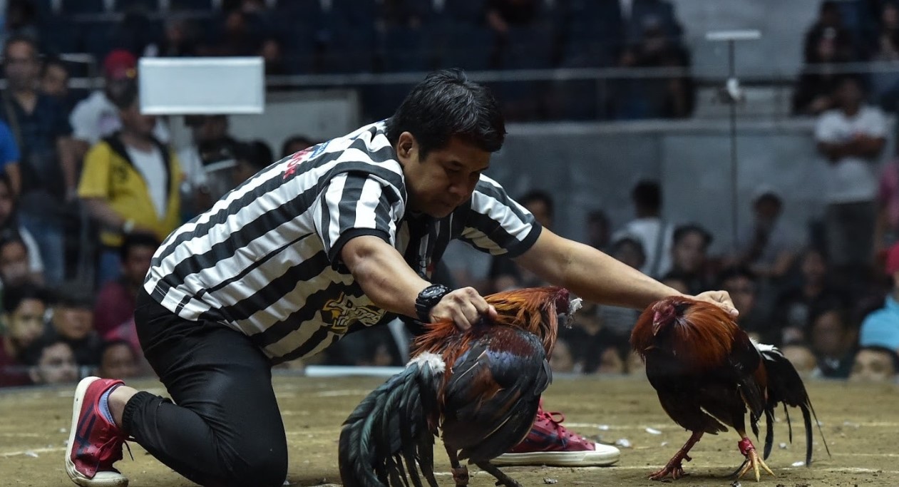 Các sới gà có gắn camera quay livestream nên người chơi có thể đặt cược đá gà cựa sắt 32Win trực tiếp